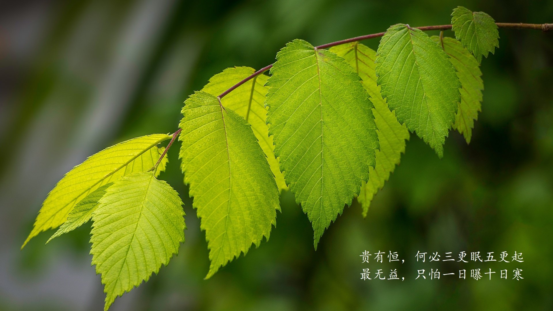 Kaiyun APP-_篮网队迎来五连胜，联盟排名稳步提升_，篮网队五巨头
