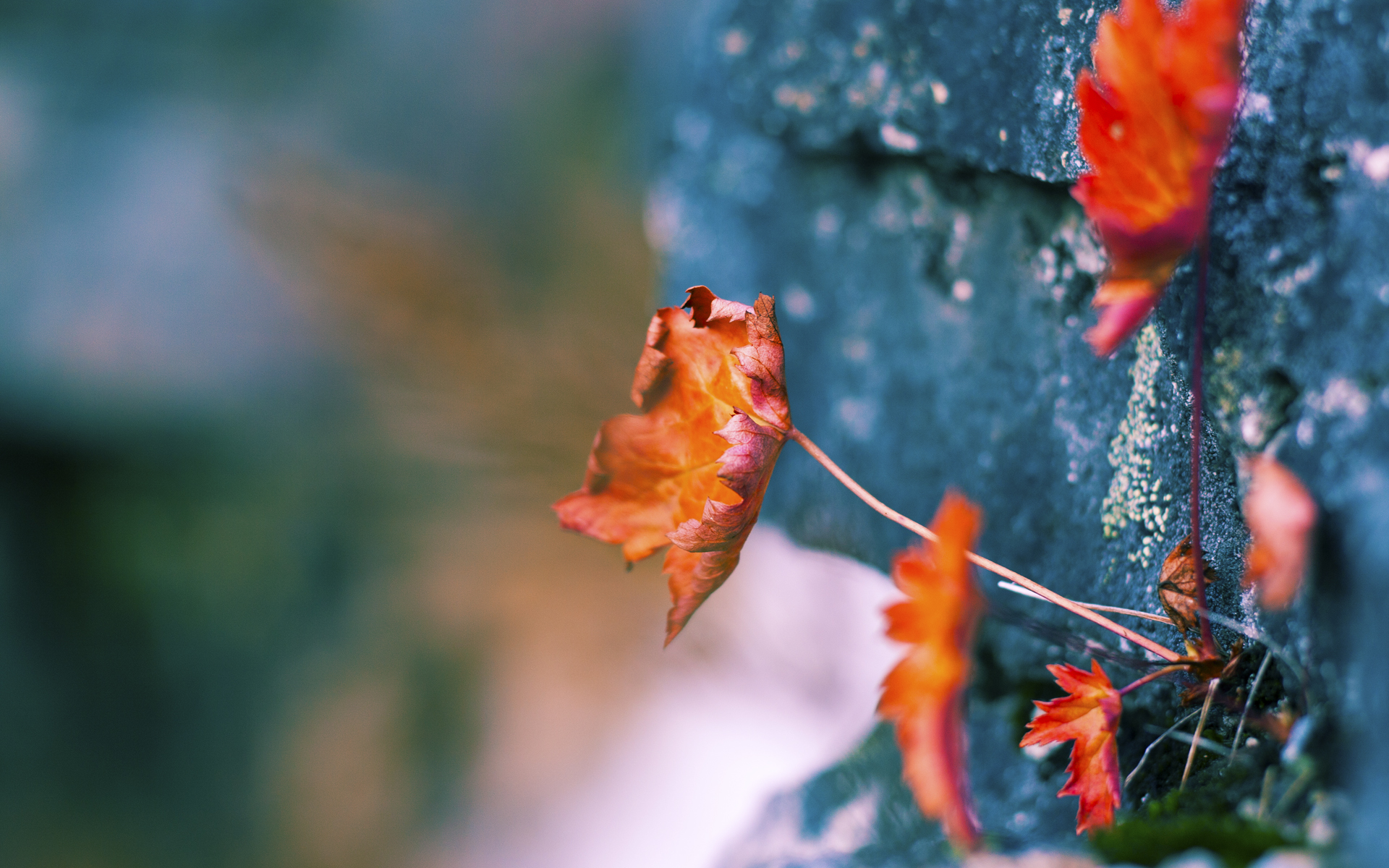 泰国马术协会举办国际马术科技大会,推动行业技术交流与合作。