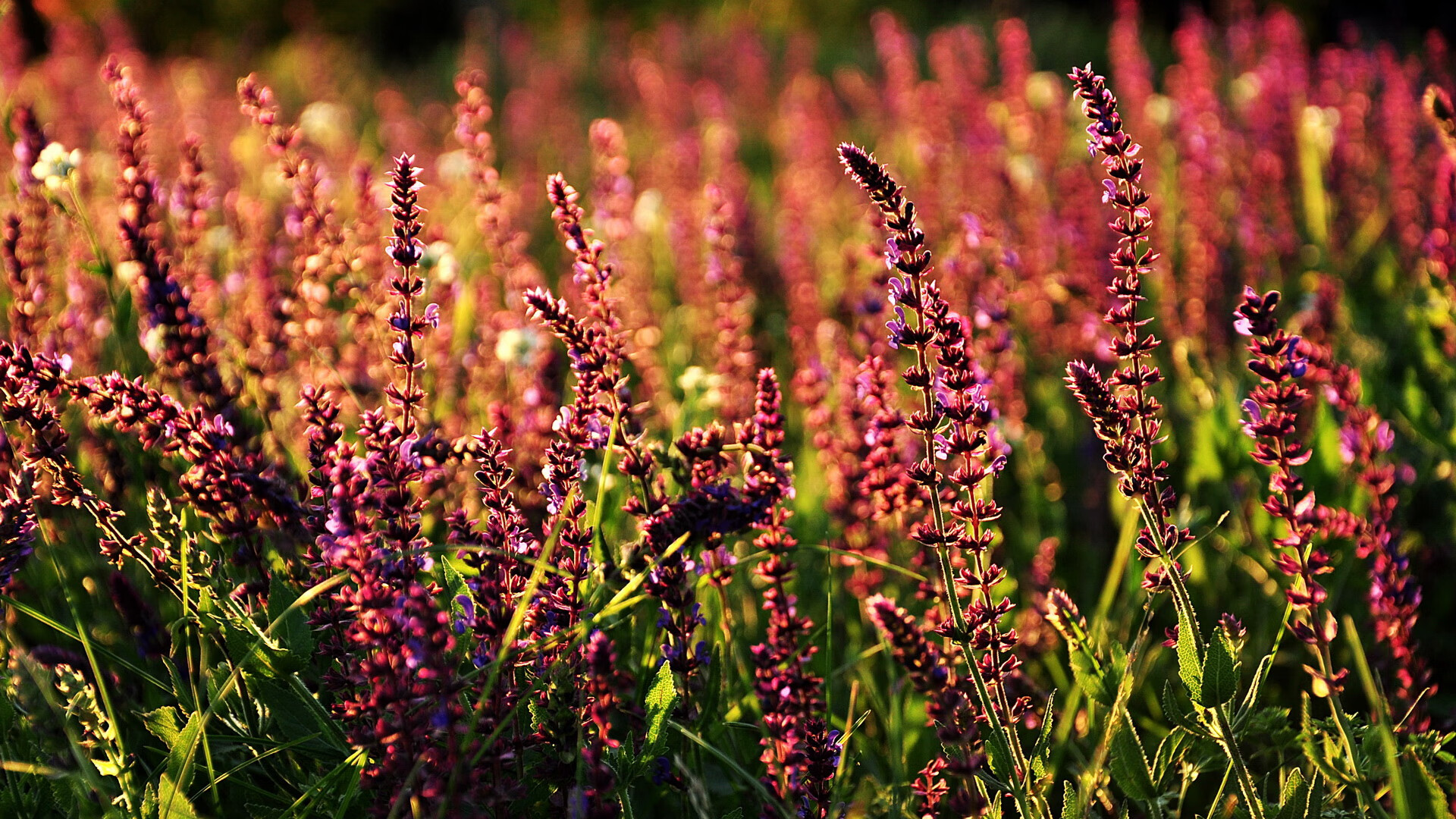 莱切在意甲联赛中成功保级,球队表现稳定。,莱切足球俱乐部现状
