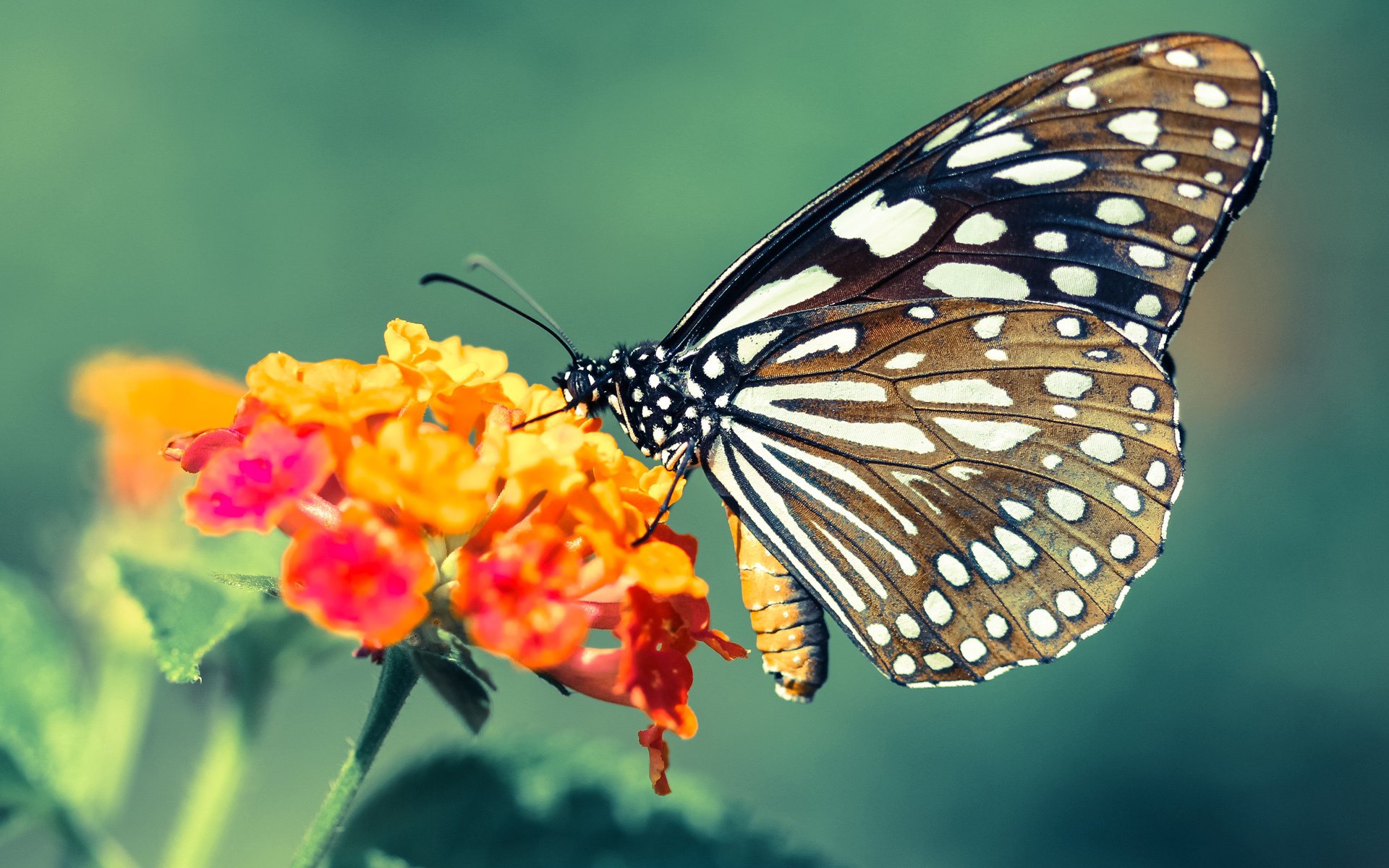 NBA选秀状元成熟秀,球风酷似经典球星,nba选秀状元签在谁手里