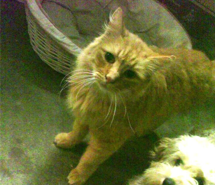 中国足球的球员职业生涯规划,中国足球职业化进程