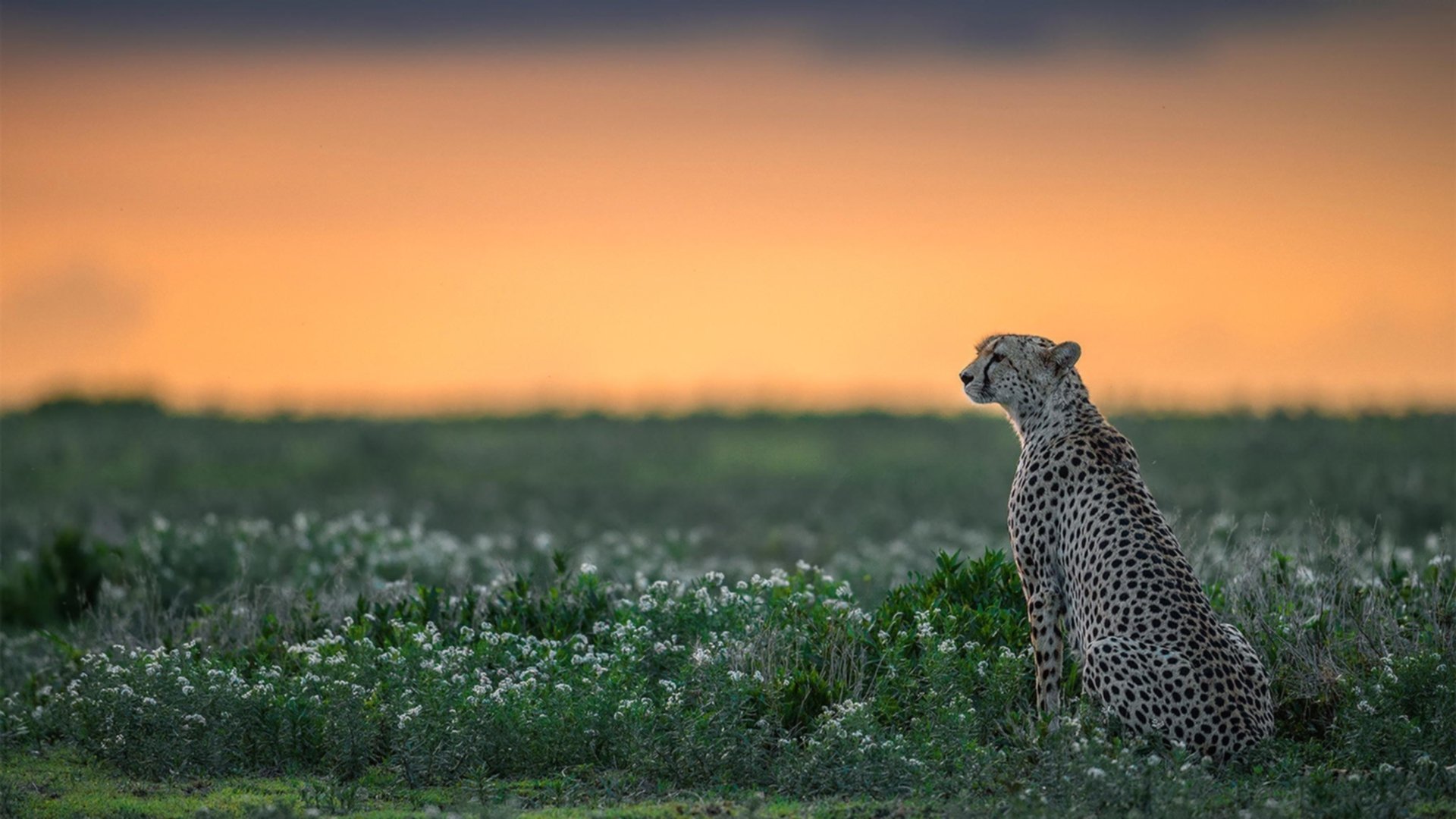 伊朗球员登上冬奥官方封面,改写亚洲足球地位,伊朗想申办冬奥会