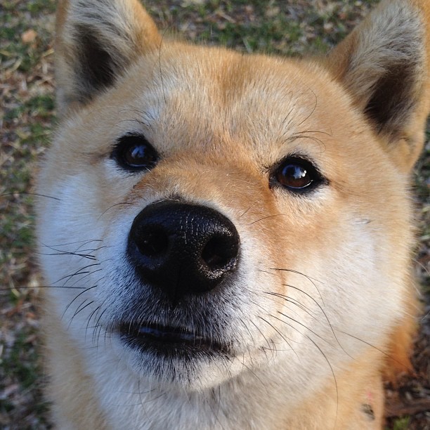 切尔西女足球员身体状态监测,切尔西女足夺冠