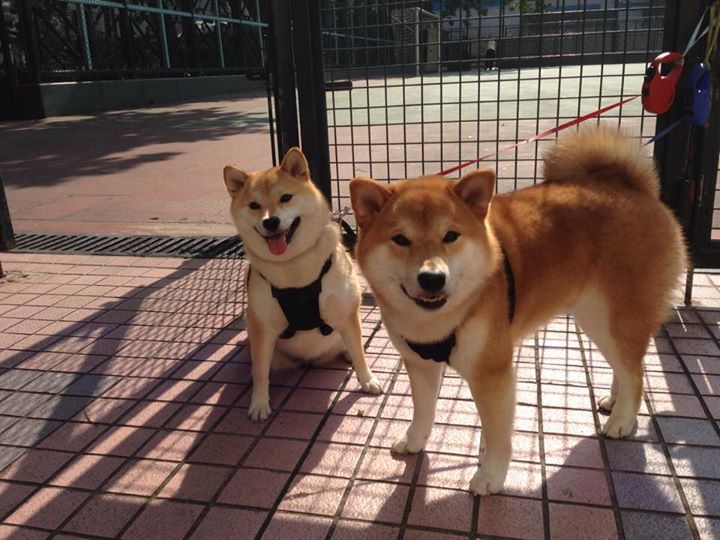利勒斯特城力克对手,晋级德国杯四分之一决赛,德国杯12_0