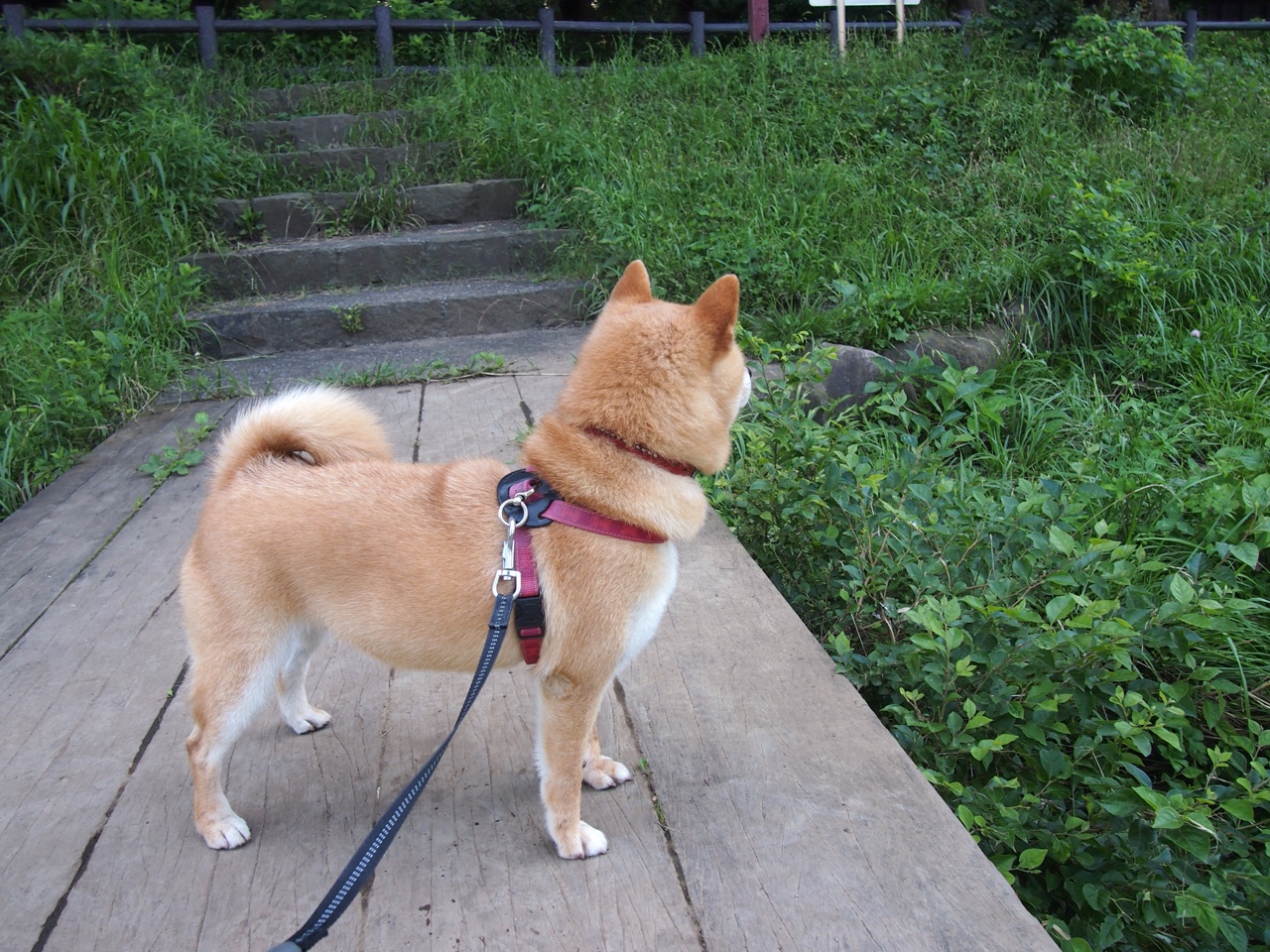 快船队外线表现欠佳,主帅寻求解决方案,快船队队员名单