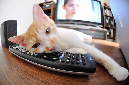 杨楷文在“湾区杯”象棋大棋士赛中成功卫冕