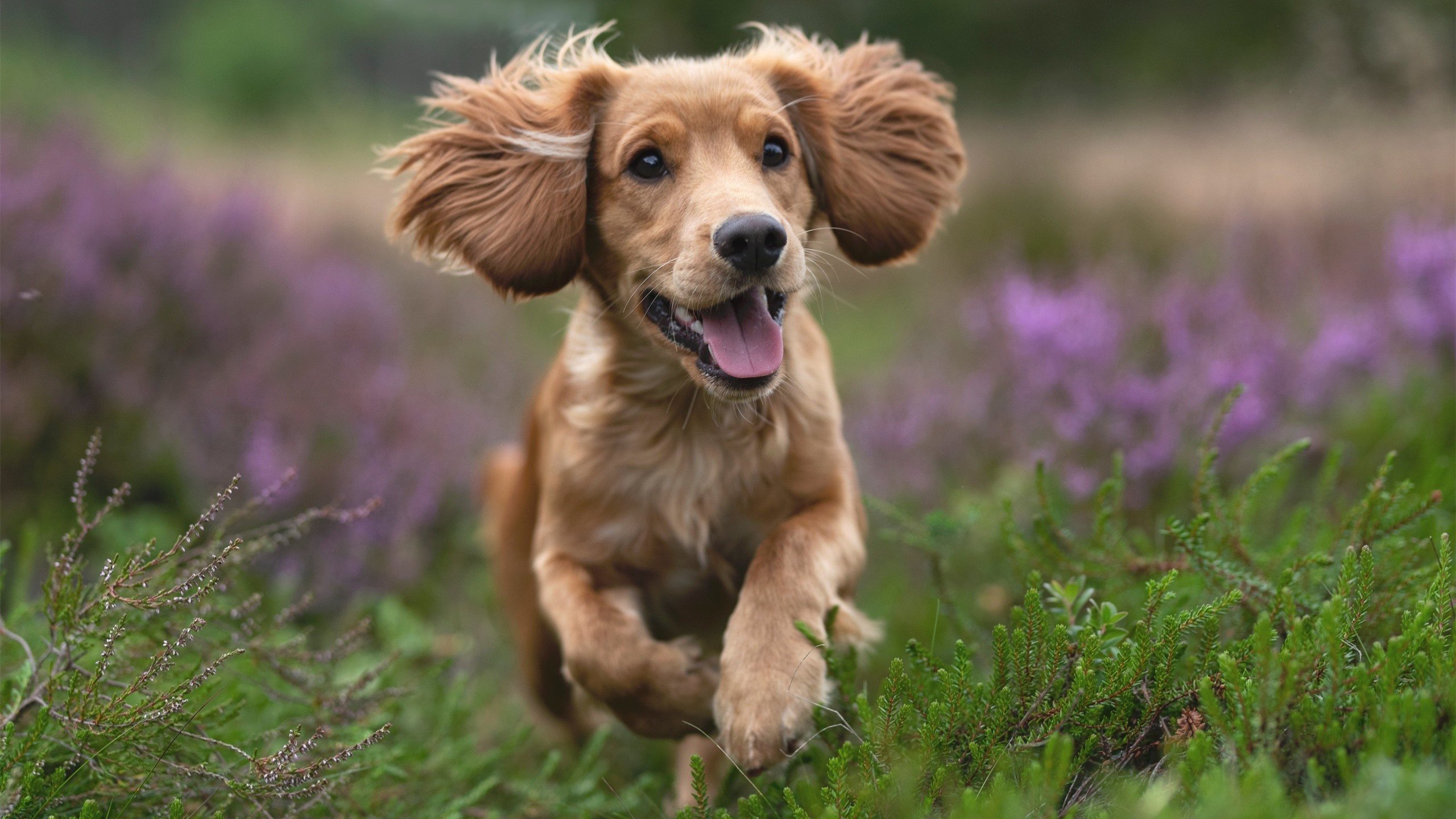 Kaiyun(中国)开云-欧文再掀篮球风暴，凯尔特人队冲刺总冠军，欧文时期的凯尔特人阵容