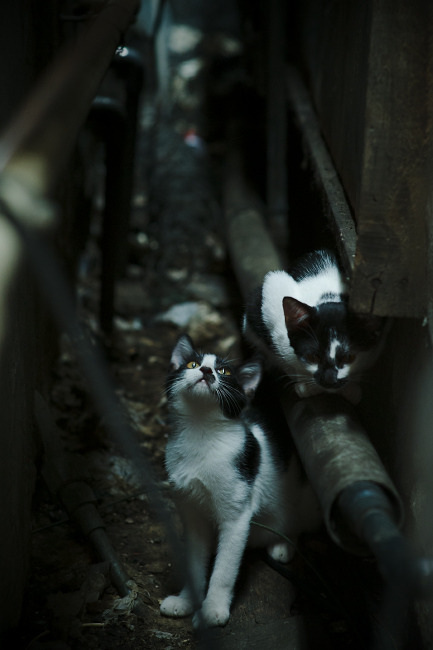 俱乐部缺乏与地方政府合作共建经验，组建俱乐部的问题