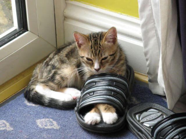 纽卡斯尔多点进攻打出战术灵活性，纽卡斯尔 球员