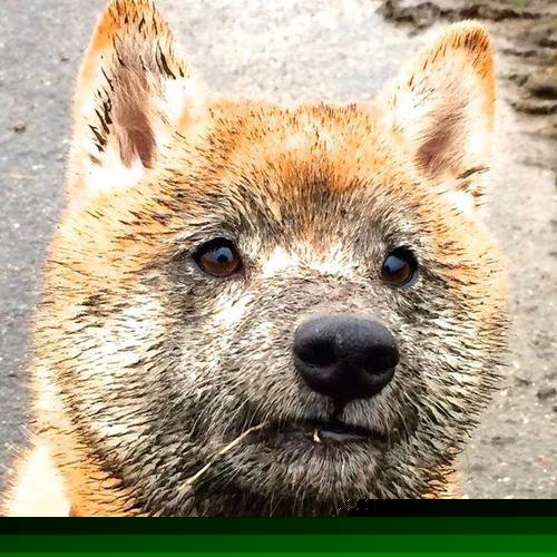 高校拳击联赛热血开战男子组打满三回合，高校拳击比赛