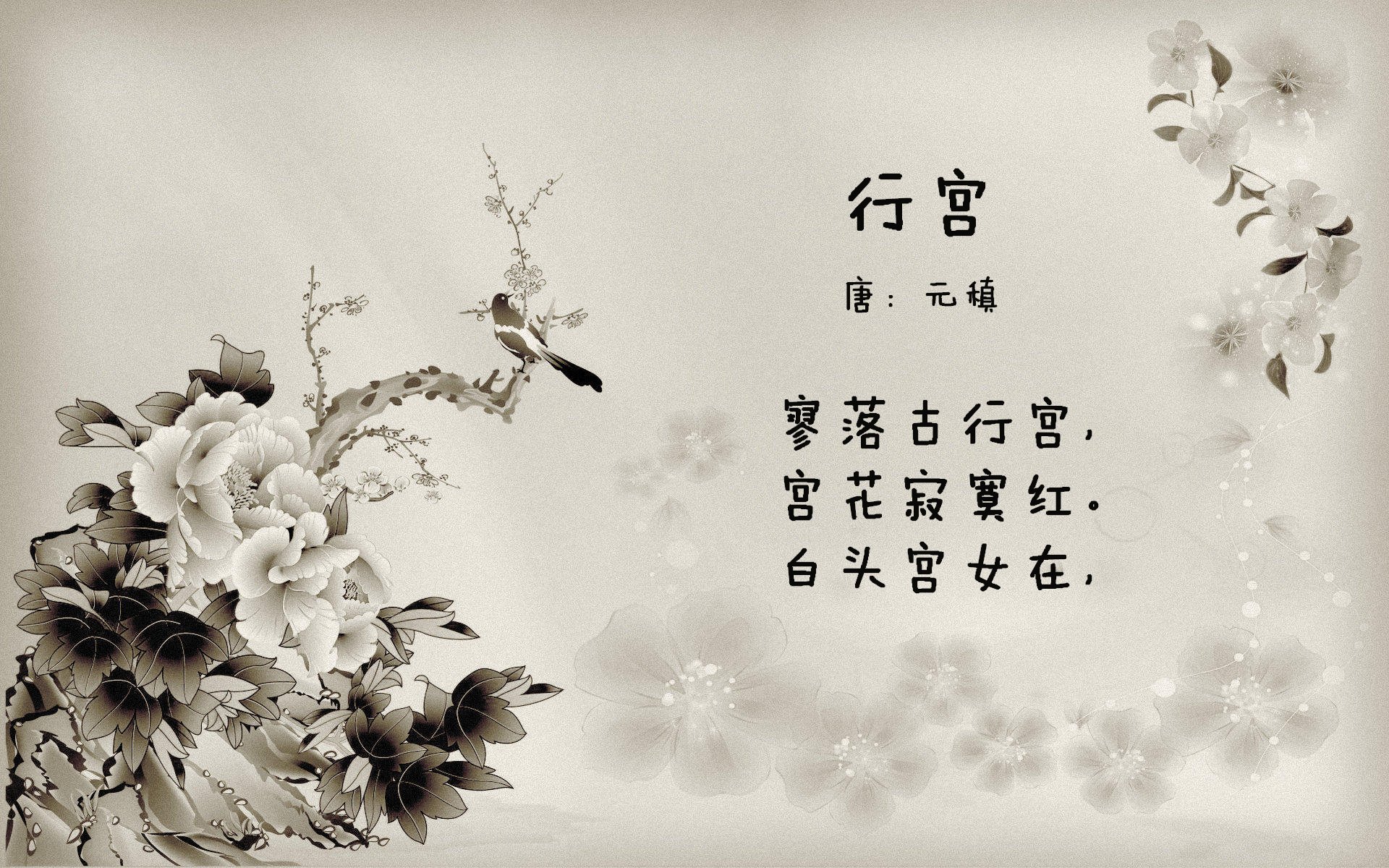 “南非羚羊队的进攻主力:诺克·达维德·彼得森的无与伦比的表现”