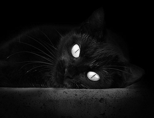 唐纳德·高尔的突破与决策能力是袋鼠队的进攻支柱,唐纳德高德纳