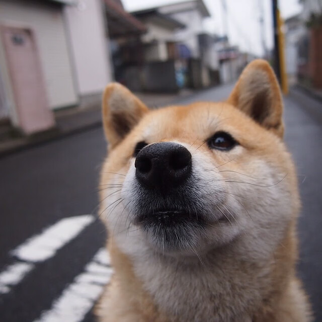 开云中国大陆-美洲杯明星盛放：激情与荣耀并行！，美洲杯巨星